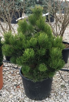 Pinus leucodermis 'Compact Gem'