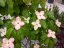 Cornus kousa 'Satomi'