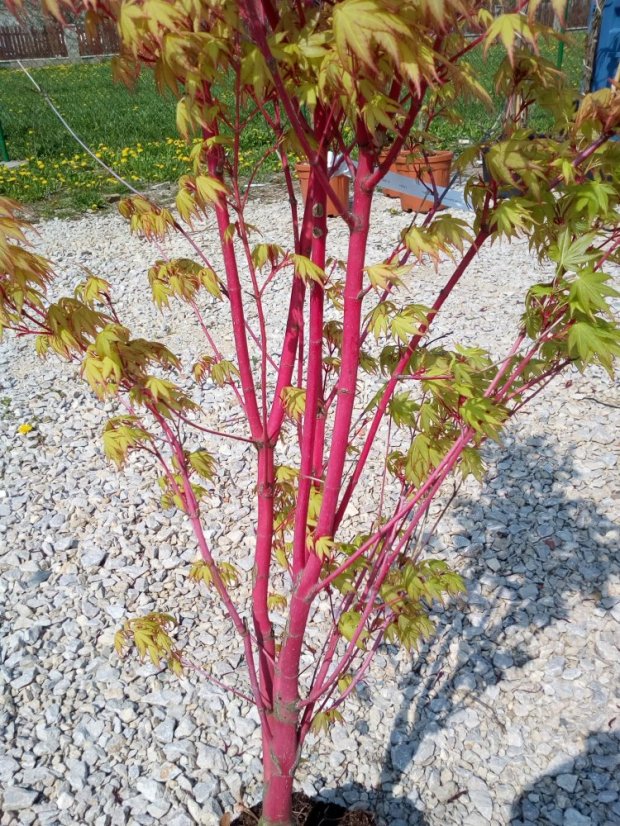 Acer palmatum 'Sangokaku' - Varianty: ko25l velikost 60-80