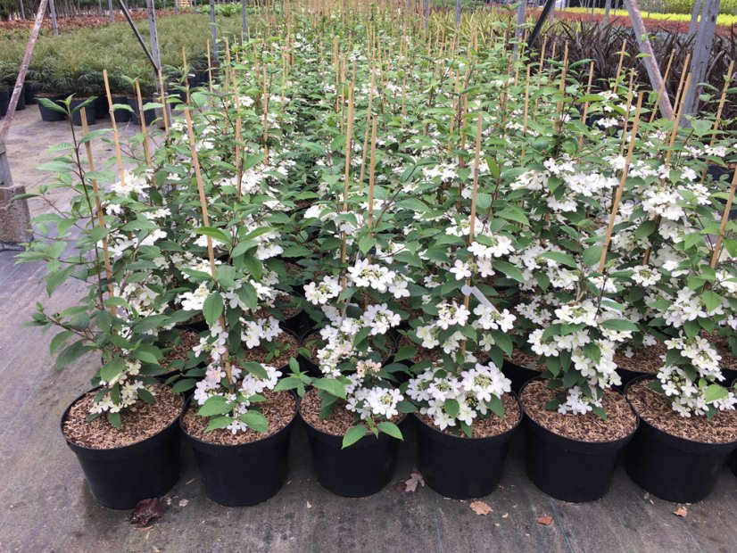 Viburnum plicatum 'Kilimanjaro' - Varianty: ko20l velikost 175-200