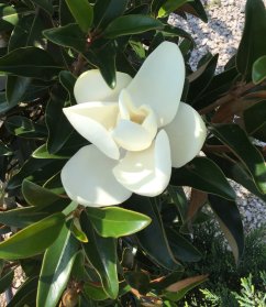 Magnolia grandiflora 'Alta'