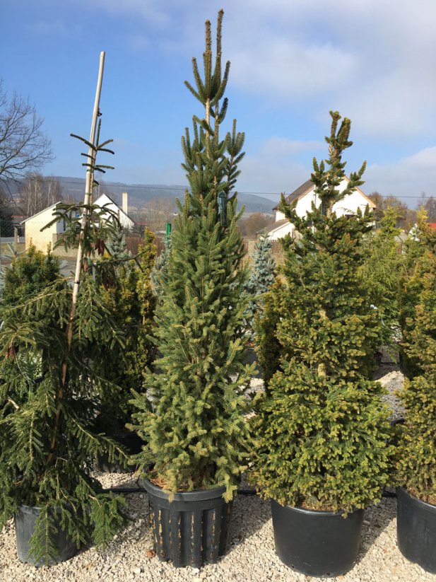 Picea abies 'Cupressina'