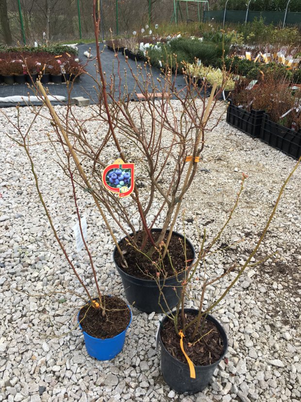 Vaccinium corymbosum - Varianty: ko2,5l velikost 30-40 mix
