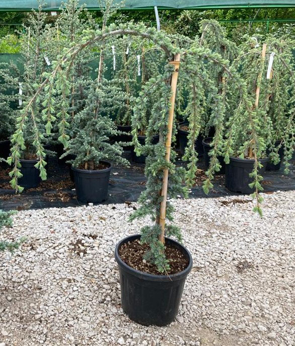 Cedrus atlantica 'Glauca Pendula' - Varianty: ko35l velikost ok 10-12