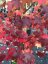 Liquidambar styraciflua