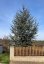Cedrus atlantica 'Glauca'