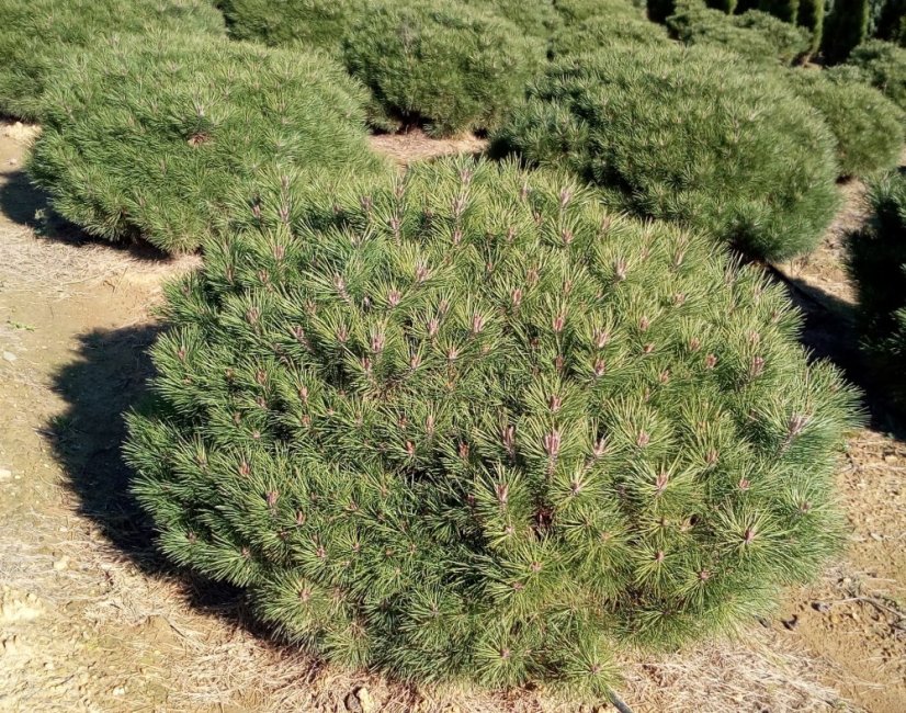 Pinus nigra 'Brepo' ® - Varianty: ko35l velikost 70-80