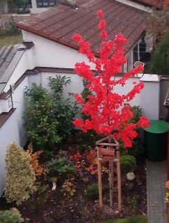 Acer rubrum 'Brandywine'