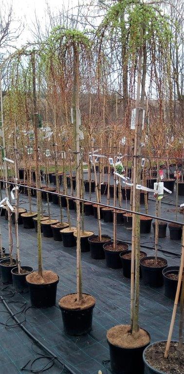 Larix kaempferi 'Stiff Weeper' - Varianty: ko20l kmen 180