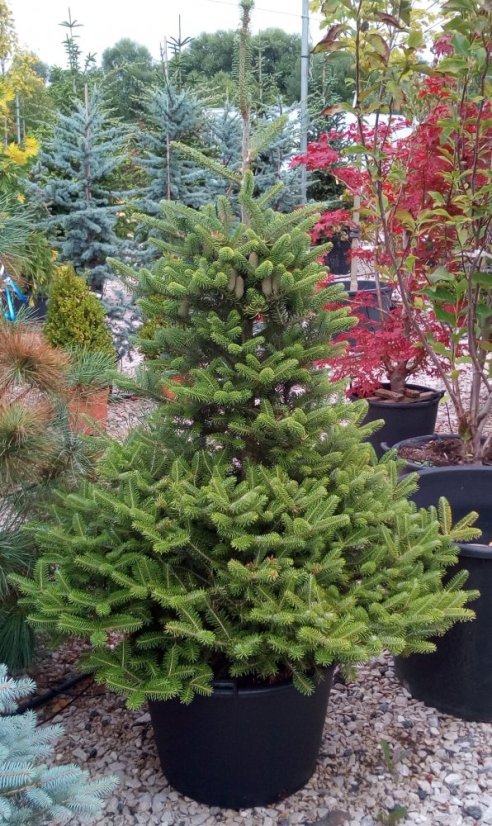 Abies koreana - Varianty: ko20l velikost 125-150