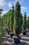 Pinus nigra 'Green Tower' - Varianty: ko25l velikost 60-80
