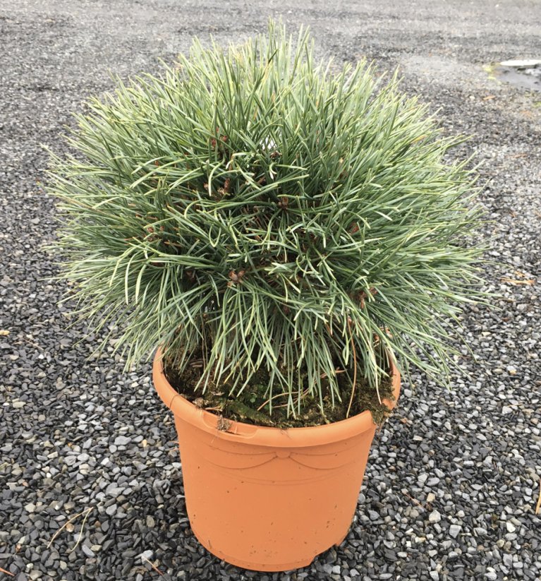 Pinus sylvestris 'Chantry Bleu'