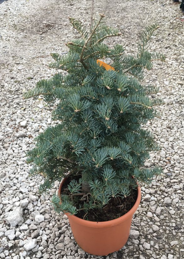 Abies concolor 'Hexe'
