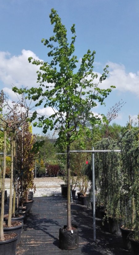 Tilia cordata 'Rancho' - Varianty: ko20l velikost 200-250