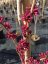 Cercis chinensis 'Avondale' - Varianty: ko20l velikost 175-200