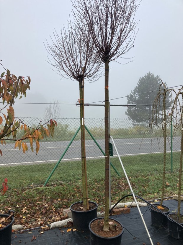 Prunus fruticosa ‘'Globosa' - Varianty: ko45l velikost ok 14-16