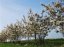Amelanchier lamarckii - Varianty: ko60l velikost 200-250