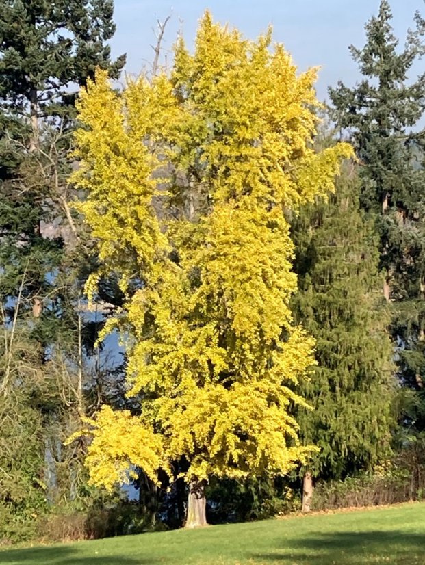 Ginkgo biloba - Varianty: ko50l velikost ok 10-12
