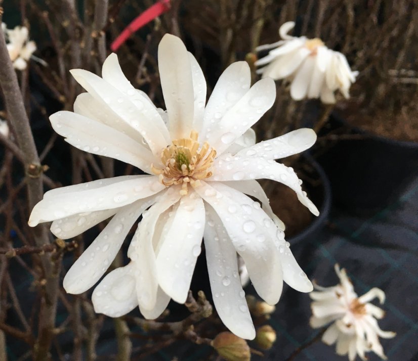 Magnolia stellata - Varianty: ko18l velikost 100-125