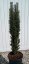 Taxus baccata 'Fastigiata Robusta' - Varianty: ko50l velikost 140-160