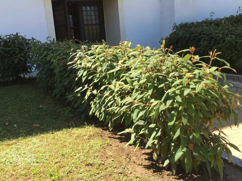 Viburnum rhytidophyllum