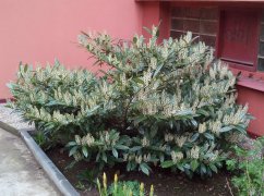 Prunus laurocerasus 'Otto Luyken'