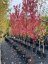 Acer rubrum 'Red Sunset'