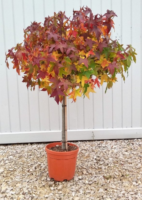 Liquidambar styraciflua 'Gum Ball' - Varianty: ko18l kmen 60 Liquidambar styraciflua 'Gum Ball' - Varianty: ko18l kmen 60