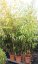 Phyllostachys aureosulcata 'Aureocaulis' - Varianty: ko10l velikost 100-150