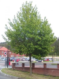 Acer campestre 'Elsrijk'