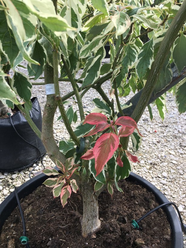 Cornus controversa 'Variegata' - Varianty: ko20l velikost 125-150