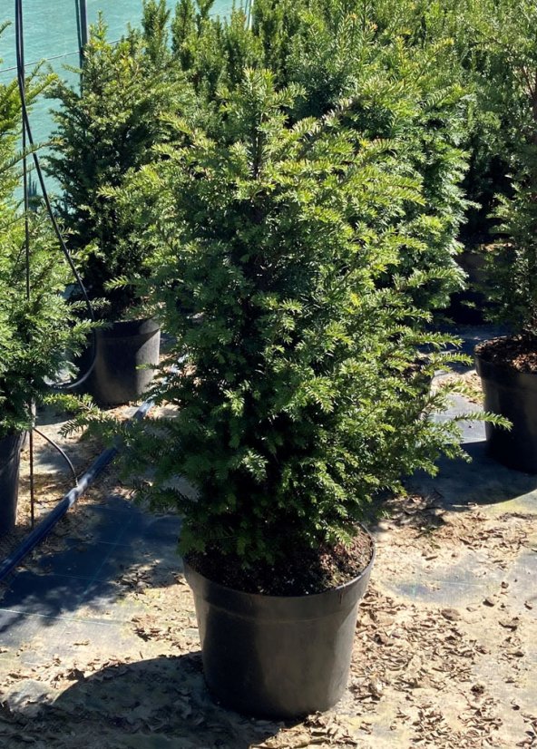 Taxus baccata - Varianty: CU65 velikost 140-160