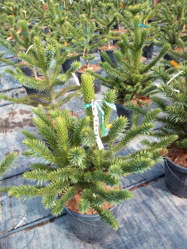 Araucaria araucana - Varianty: ko25l velikost 60-70