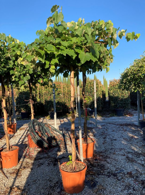 Vitis vinifera - Varianty: "Jarka" ko20l kmen 100 bílé bezsemenné