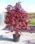 Acer palmatum 'Bloodgood'