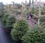 Abies koreana - Varianty: ko20l velikost 100-125