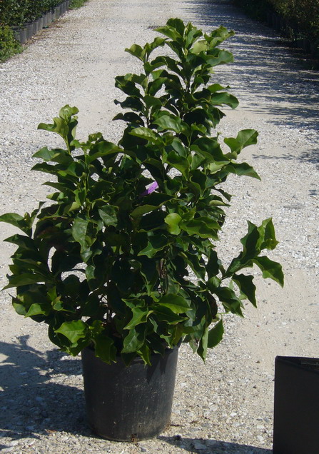 Magnolia 'Susan' - Varianty: ko30l velikost 125-150