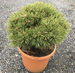 Pinus mugo 'Gnom'