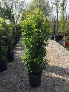 Prunus laurocerasus 'Genolia' ®