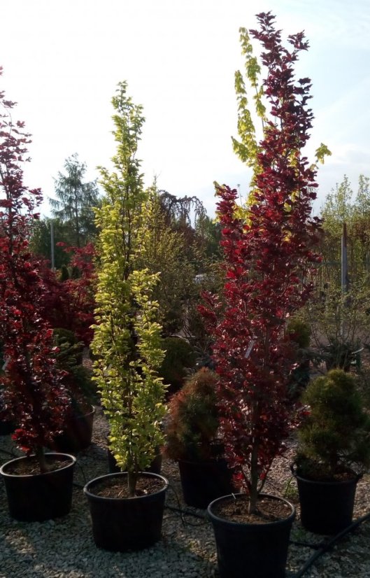 Fagus sylvatica 'Dawyck Purple'
