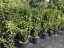 Prunus laurocerasus 'Genolia' ®