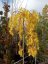 Morus alba 'Pendula' - Varianty: ko25l velikost ok 8-10