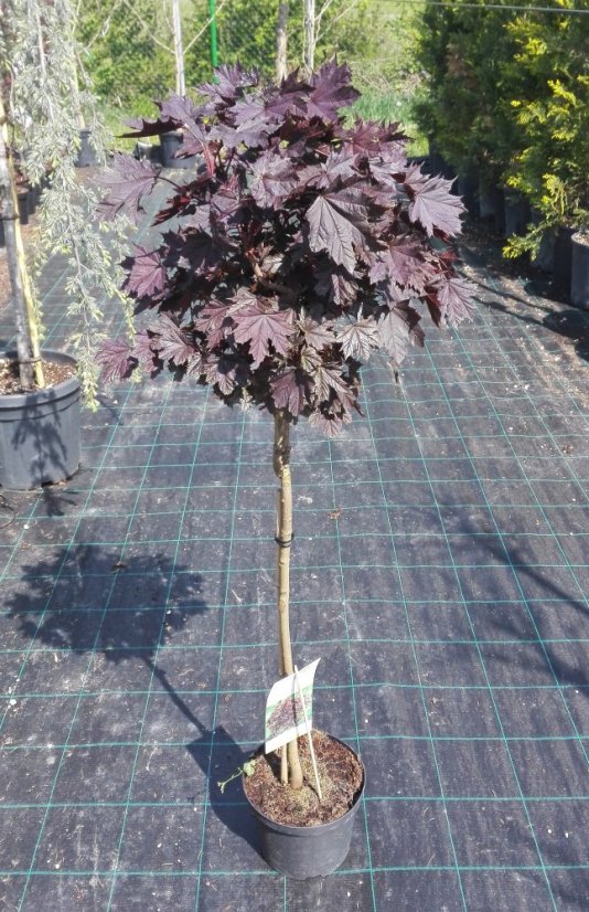 Acer platanoides 'Crimson Sentry'