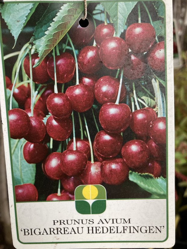 Prunus avium 'Hedelfingerská' - Varianty: ko15l kmen 120