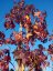 Liquidambar styraciflua