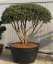 Pinus sylvestris 'Watererii'