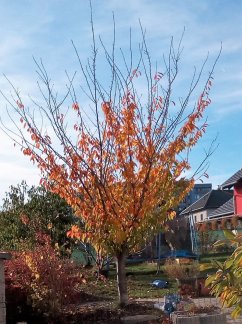 Prunus serrulata 'Kanzan'