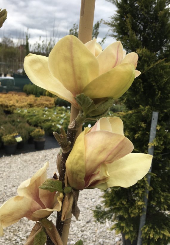 Magnolia 'Sunsation' - Varianty: ko35l velikost ok 6-8