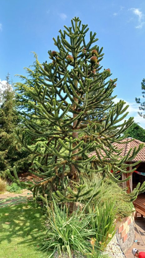 Araucaria araucana - Varianty: ko25l velikost 60-70