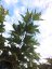 Morus platanifolia 'Fruitless' - Varianty: ko110l velikost ok 18-20